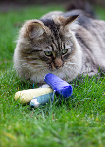 Battersea Catnip Pencils 3pc Cat Toy, cat toy, battersea toy, rosewoodXbattersea, battersea, catnip, catnip cat toy, cat stimulation, cat enrichment