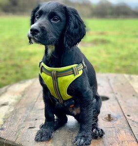 Comfort Dog Harness Green