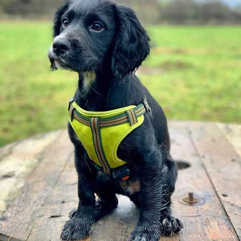 Comfort Dog Harness Green