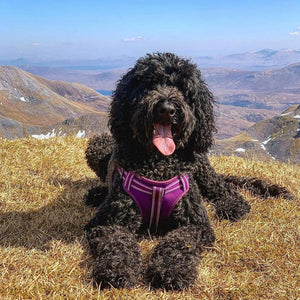 Comfort Dog Harness Purple