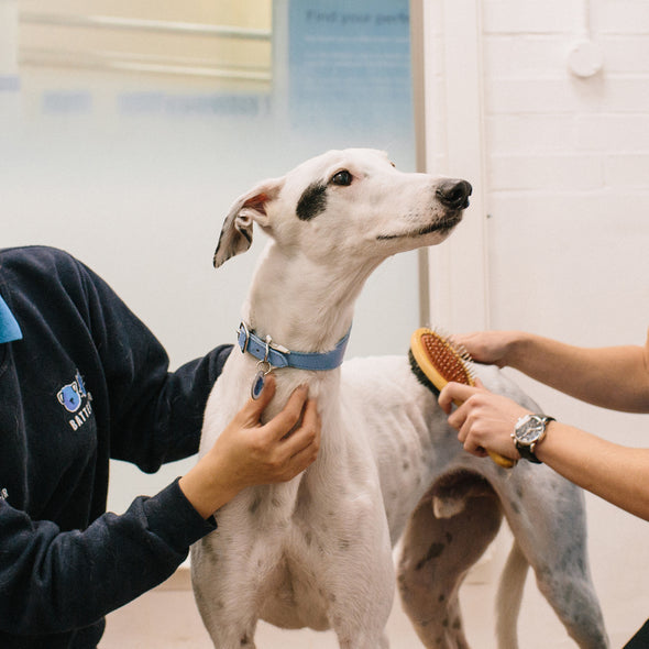 Therapeutic Grooming For A Dog