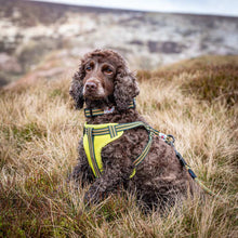 Load image into Gallery viewer, Comfort Dog Harness Green