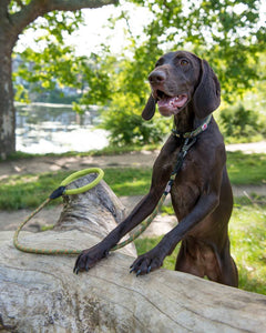 Comfort Rope Dog Lead Green