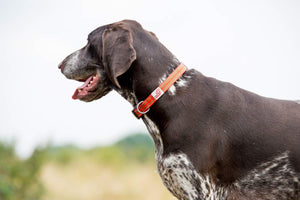 Comfort Dog Collar Orange