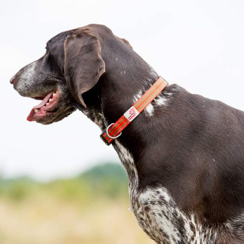 Comfort Dog Collar Orange