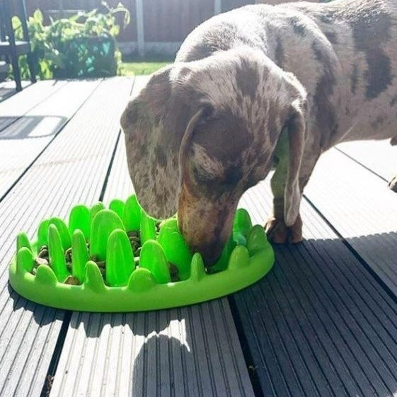 Green slow feeder dog bowl hotsell