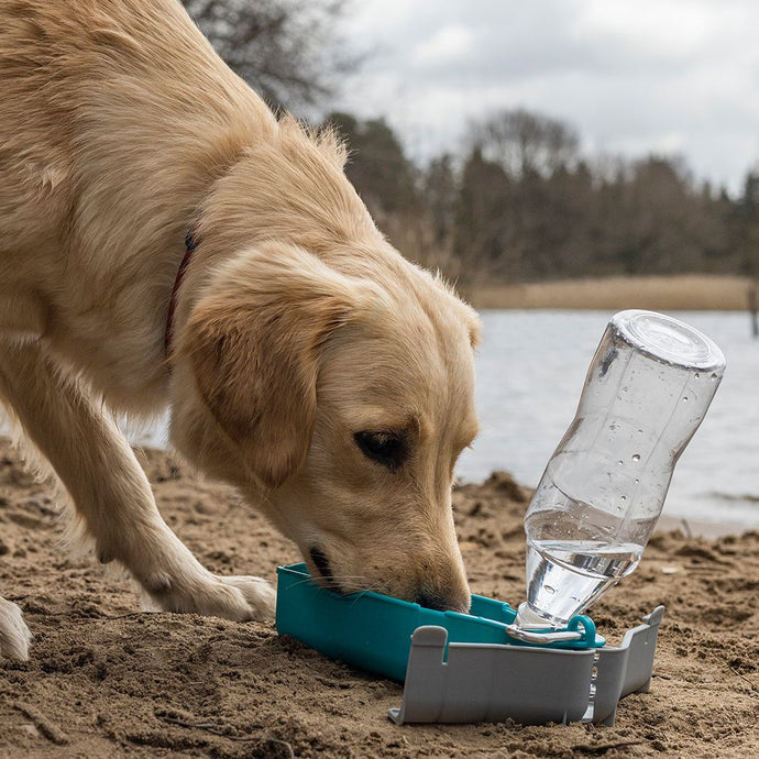 Travel Water Bottle